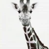 Leinwand Giraffe Portrait 30 x 45 cm