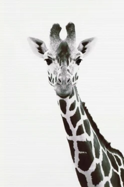 Leinwand Giraffe Portrait 30 x 45 cm