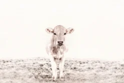 Leinwand Highland Cattle III 45 x 30 cm