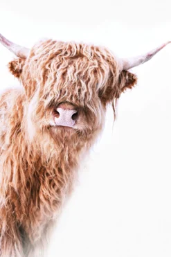 Leinwand Highland Cattle II 30 x 45 cm