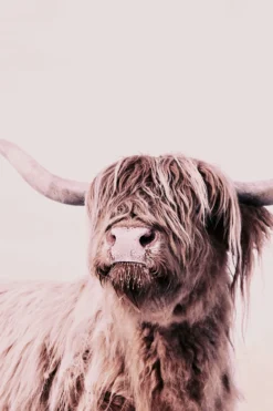 Leinwand Highland Cattle I 30 x 45 cm