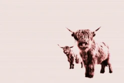 Leinwand Highland Cows 45 x 30 cm