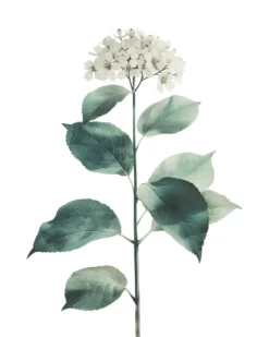 Leinwand Hortensie Blanc 40 x 50 cm