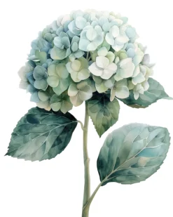 Leinwand Hortensie Bleue 40 x 50 cm
