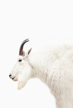 Leinwand Mountain Goat 30 x 45 cm