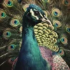 Leinwand Peacock Portrait 40 x 50 cm