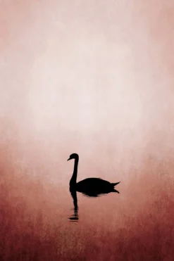 Leinwand Swan Lake 30 x 45 cm