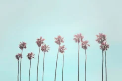 Leinwand Tropical Trees 45 x 30 cm