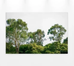 Livingwalls Leinwand, Bäume, Himmel, 90x60 cm DD120290