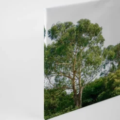 Livingwalls Leinwand, Bäume, Himmel, 90x60 cm DD120290