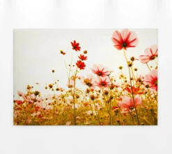 Livingwalls Leinwand, Kosmeen, Feldlandschaft, 90x60 cm DD120289