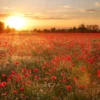 Livingwalls Leinwand, Mohnblumen, Sonnenuntergang, 70x50 cm DD123112