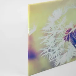 Livingwalls Leinwand, Pusteblume, 90x60 cm DD120287