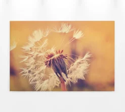 Livingwalls Leinwand, Pusteblume, Unscharfer hintergrund, 90x60 cm DD120286