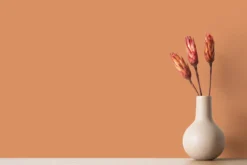 The Color Kitchen Wandfarbe Orange 